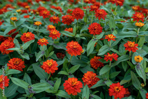 Red zinia anggun or better known by Zinnia angustifolia, photo