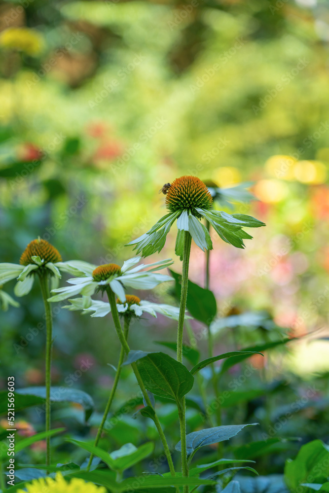 Echinacea Flowers, White Swan Coneflower Echinacea Flowers, White Swan Coneflower