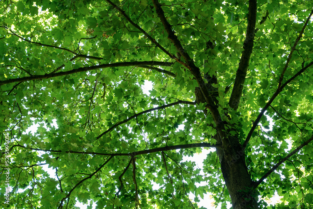 Green fresh leaf on tree isolated,against white sky. Green fresh leaf on tree isolated,against white sky.