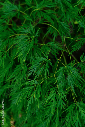 closeup of Dark green Botanical ferns leaves nature background.