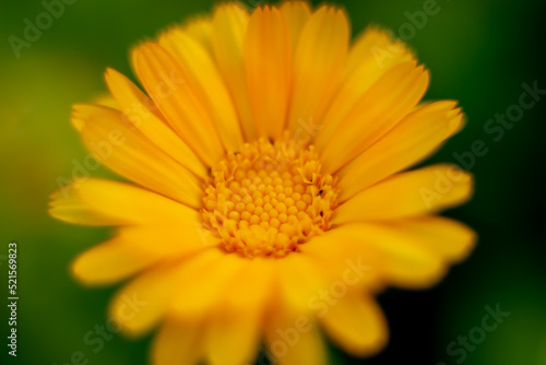 yellow flower macro