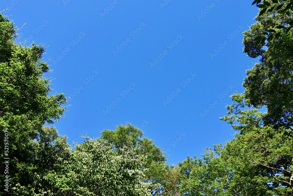 Obraz premium 青空に映える緑の木々 空の背景