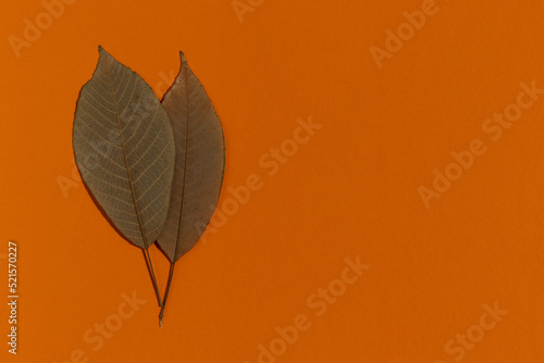 Autumn dry leaves. Top view, minimalist style.