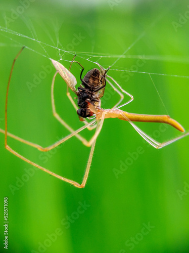 Tetragnatha extensa Spider eating 