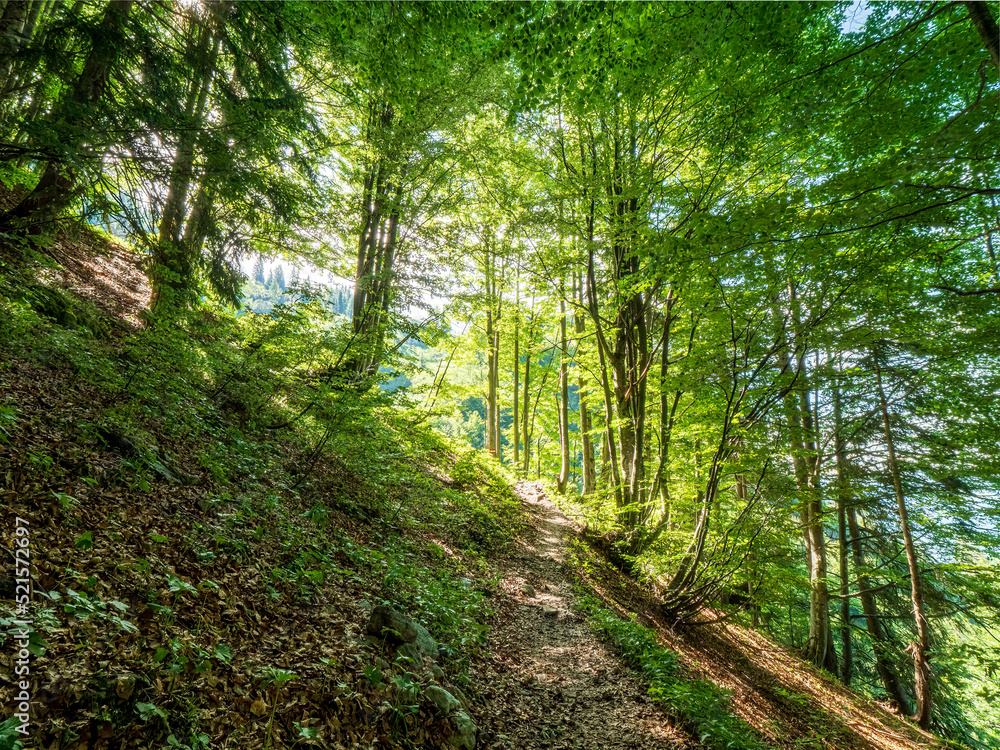 Fototapeta premium Tirol walking path though forest with light at the end of the Tunnel 