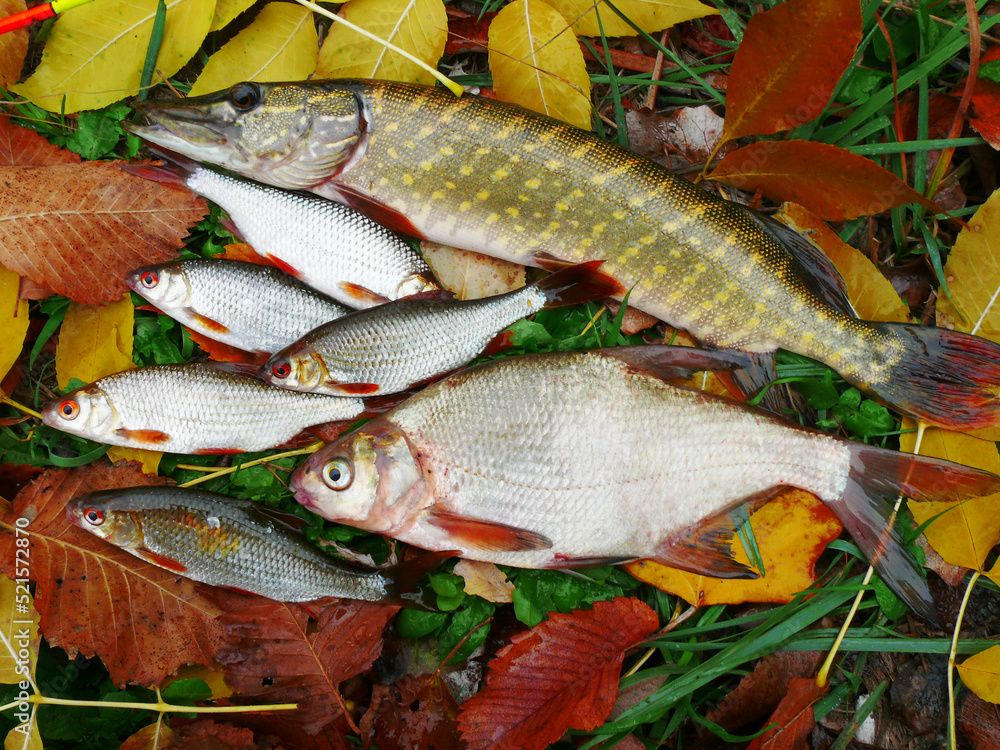 Pike, bream, roach and other fish lying on the bank of the river on autumn leaves.