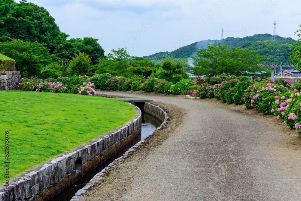 香川県丸亀市のやすらぎ公園のあじさい