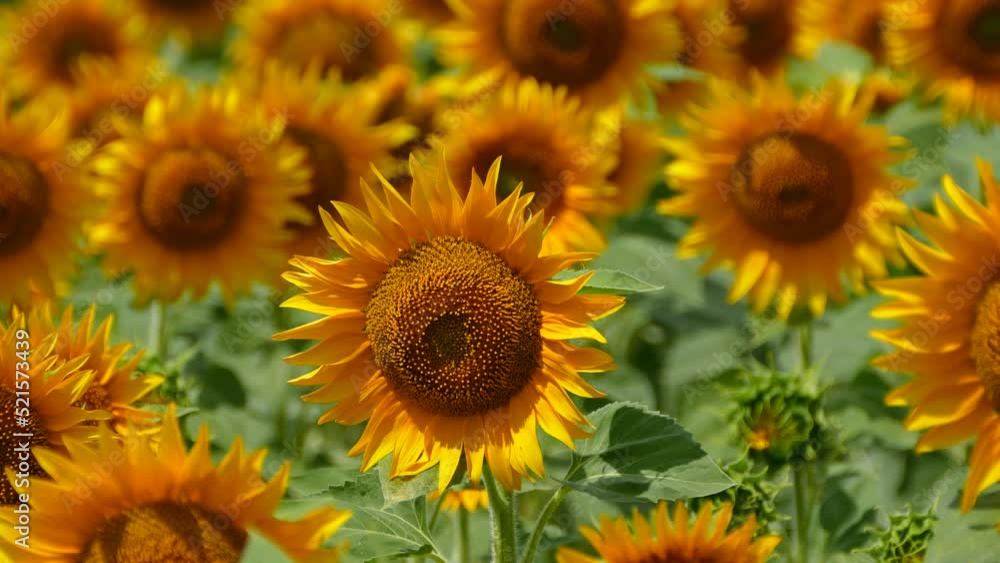 Beautiful sunflower flower on the background of a yellow field. Production of sunflower oil. Agricultural industry and farms. Beautiful sunflower flower on the background of a yellow field. Production of sunflower oil. Agricultural industry and farms.