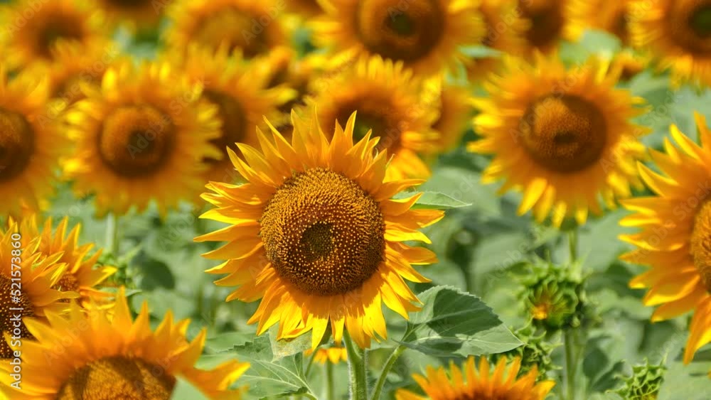 Beautiful sunflower flower on the background of a yellow field. Production of sunflower oil. Agricultural industry and farms. Beautiful sunflower flower on the background of a yellow field. Production of sunflower oil. Agricultural industry and farms.