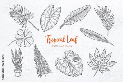 Tropical leaf set collection with hand drawn sketch vector