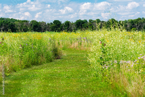 A walking path mowed through a natural field of wild flowers on a summer's day in Waukesha County, Wisconsin. photo
