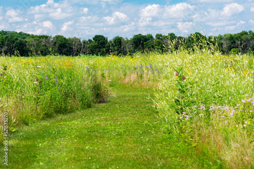 Obraz na plátně A walking path mowed through a natural field of wild flowers on a summer's day in Waukesha County, Wisconsin