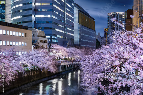 目黒川沿いのビル群と満開の夜桜 © taka