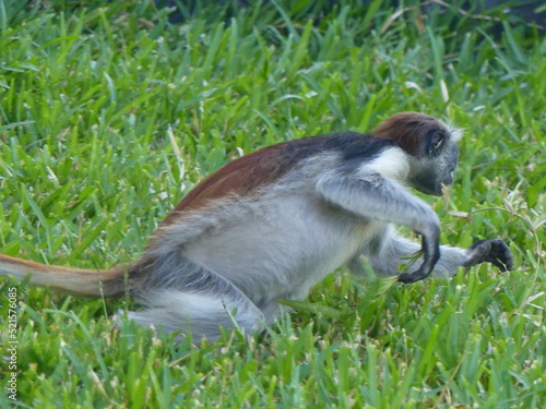 Monkey in Zanzibar