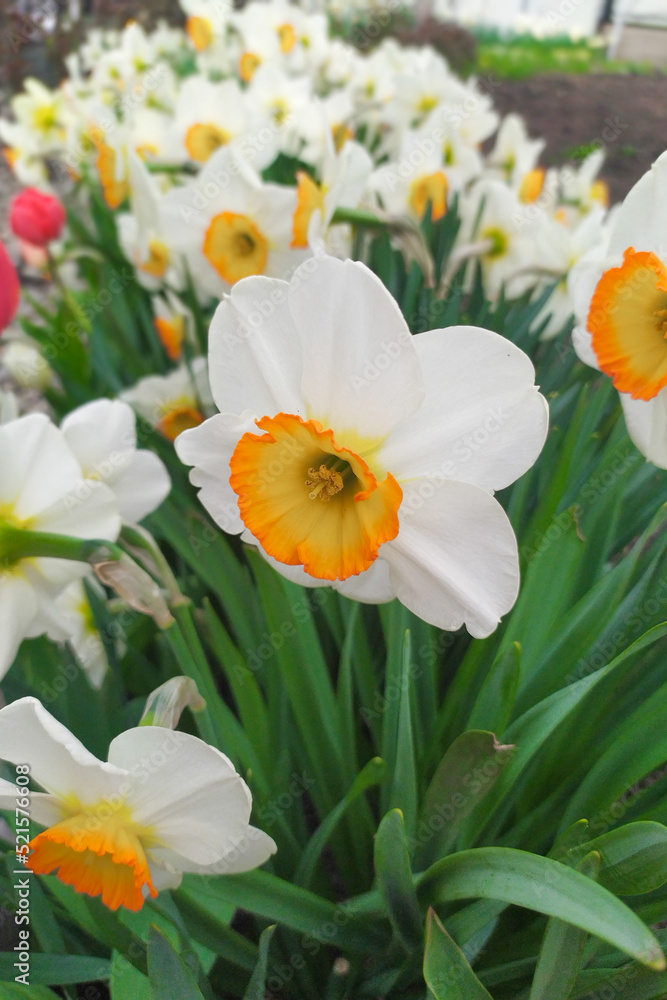 narcissus (daffodils) bloom in a flower garden narcissus (daffodils) bloom in a flower garden