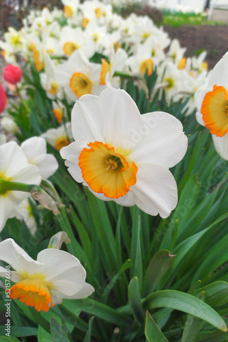 narcissus (daffodils) bloom in a flower garden