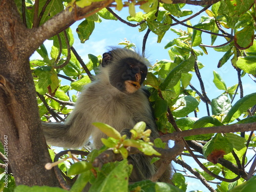 Monkey in Zanzibar