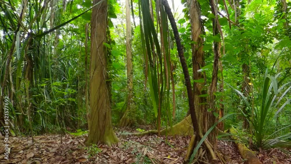 Tropical forest with lush vegetation in Sri Lanka. Tropical forest with lush vegetation in Sri Lanka.
