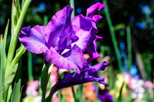 Close up of one delicate vivid purple Gladiolus flower in full bloom in a garden in a sunny summer day.