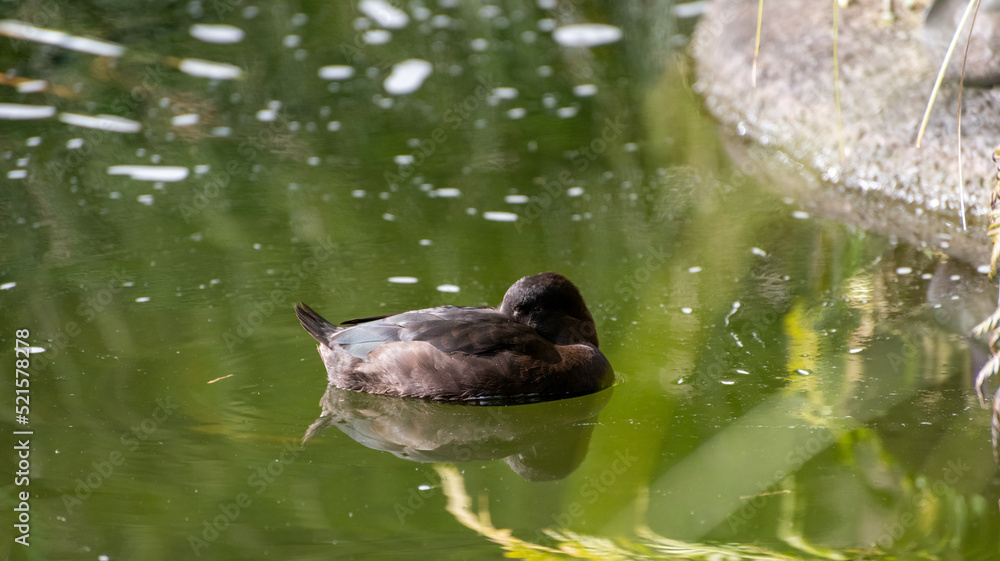 Fototapeta premium duck in the water