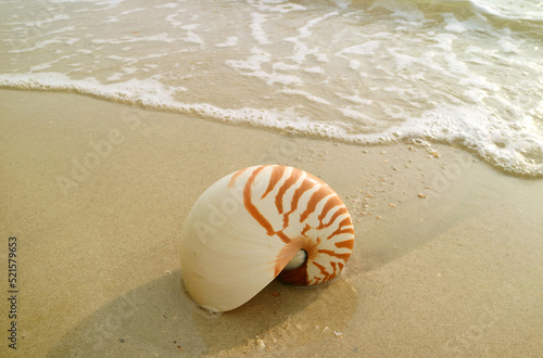 Closeup a Natural Nautilus Sea Shell Isolated on Wet Sand Beach in the Sunlight