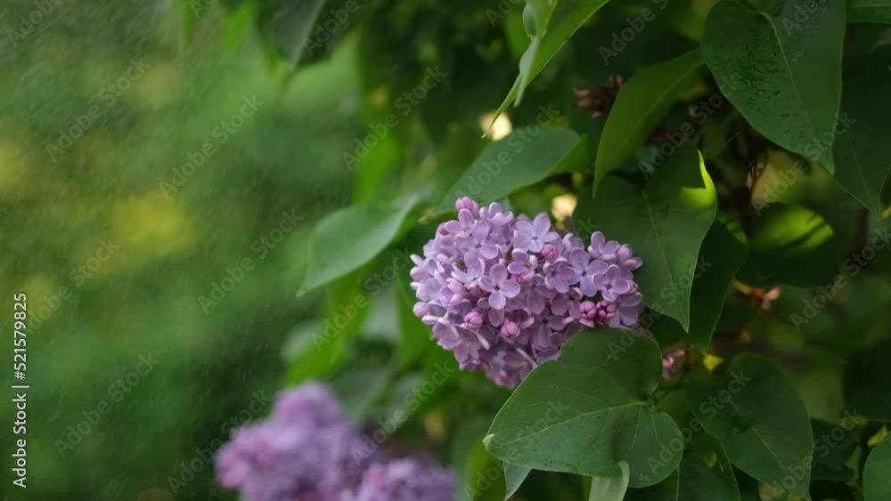 slow motion video of Pink lilac outdoors under summer rain slow motion video of Pink lilac outdoors under summer rain