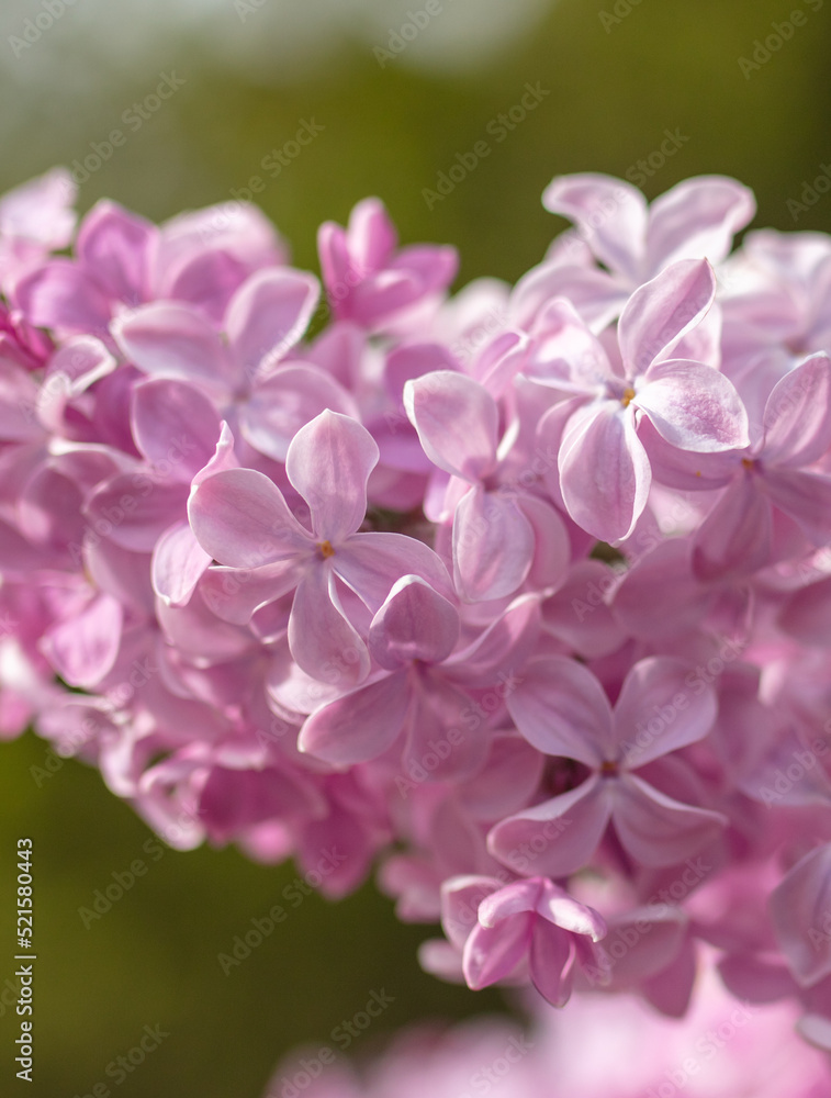 Beautiful lilac flowers in nature. Beautiful lilac flowers in nature.