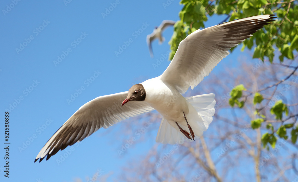 Portrait of a seagull in flight on a background of trees Portrait of a seagull in flight on a background of trees