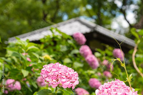 庭園に咲くあじさい