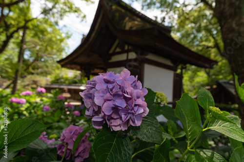 庭園に咲くあじさい
