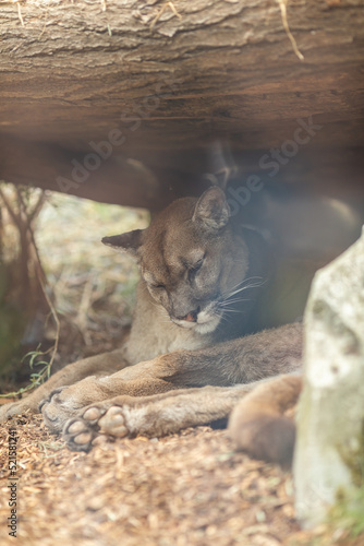 A leopard in nature walks under a stone on a summer day.