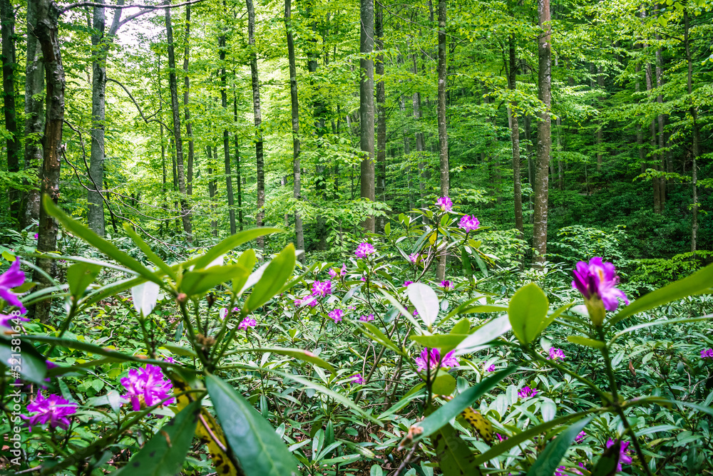 Endemic flower Rhododendron ponticum in Strandja mountain, Bulgaria called Zelenika.
