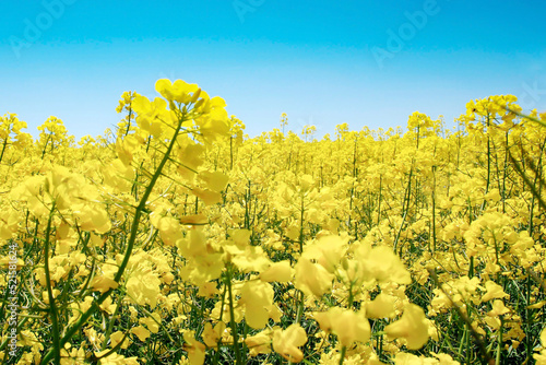 A meadow of rapeseed flowers in full bloom.