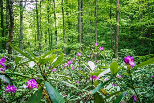 Obraz na płótnie Endemic flower Rhododendron ponticum in Strandja mountain, Bulgaria called Zelenika. w salonie