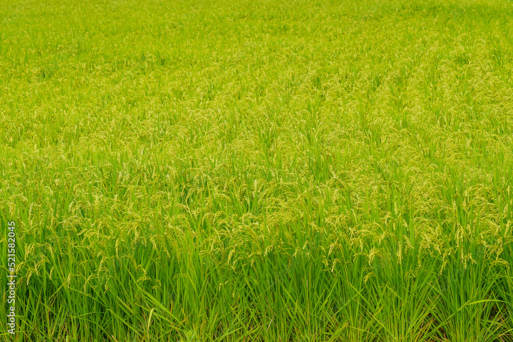 収穫間近の稲の穂
