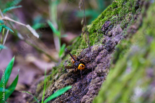 樹木の樹液を夢中で吸うオオスズメバチ © Gottchin Nao