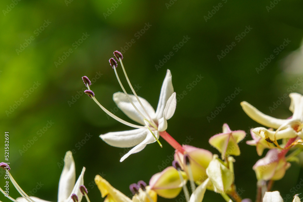 森の中に咲くクサギの花 森の中に咲くクサギの花