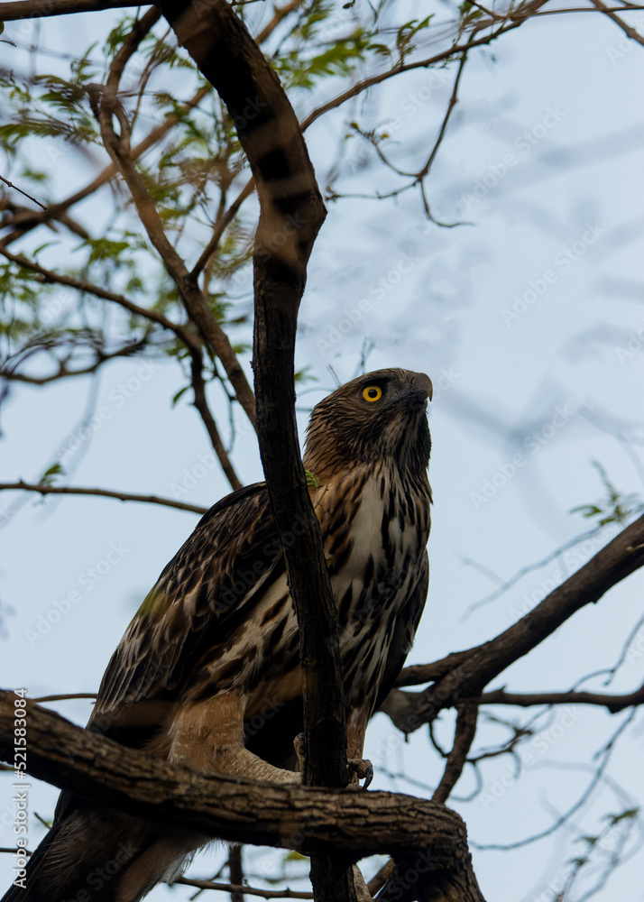 Changeable hawk-Eagle Changeable hawk-Eagle