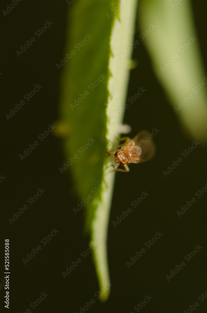 Fruit fly on a leaf of elmleaf blackberry Rubus ulmifolius. Azuaje Ravine. Natural Reserve of Azuaje. Firgas. Gran Canaria. Canary Islands. Spain. Fruit fly on a leaf of elmleaf blackberry Rubus ulmifolius. Azuaje Ravine. Natural Reserve of Azuaje. Firgas. Gran Canaria. Canary Islands. Spain.