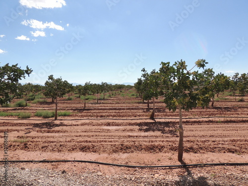 Young trees in farm