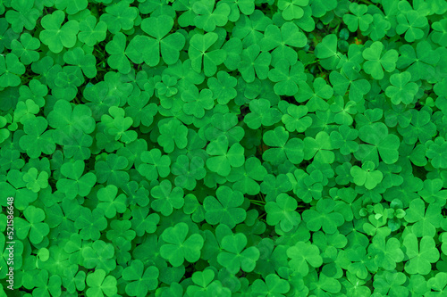 Natural green background. Plant and herb texture. Leafs green young fresh oxalis, shamrock, trefoil close-up. Beautiful background with green clover leaves for Saint Patrick's day