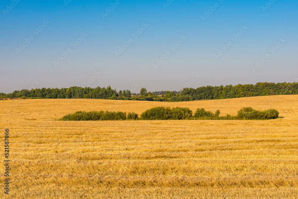 Golden crop fields in August