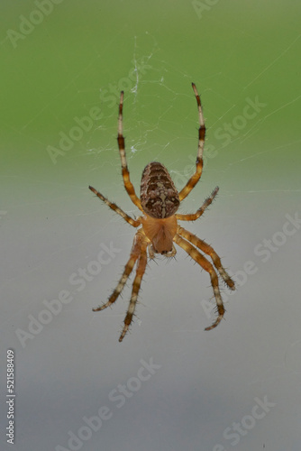 A spider with cross on the back sitting in its web © Jens