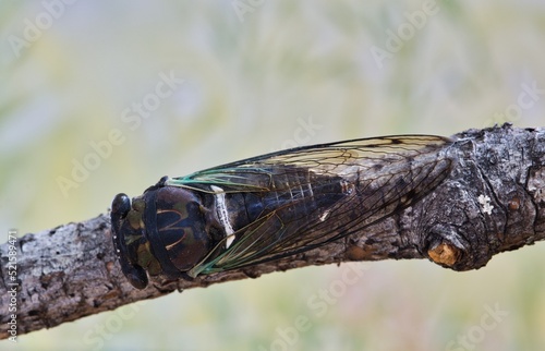 Lyric Cicada (Neotibicen lyricen) dorsal view on tree branch in Houston, TX. Species is native to North America. Macro image with copy space.  photo