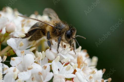 Western honey bee or European honey bee (Apis mellifera) foraging flowers © André LABETAA