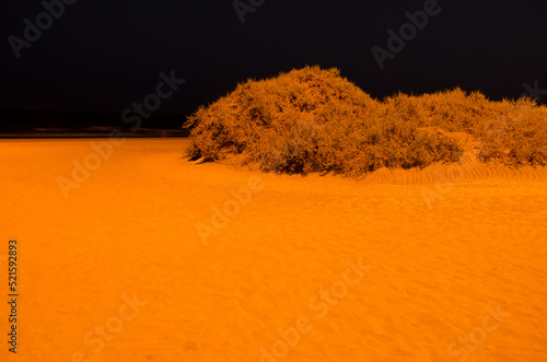 Shrubs Traganum moquinii at night. Special Natural Reserve of the Maspalomas Dunes. San Bartolome de Tirajana. Gran Canaria. Canary Islands. Spain. photo