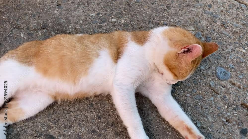 Old stray vagabond cat with yellow white fur. Animals and pets shot. Animals in need 4k video Old stray vagabond cat with yellow white fur. Animals and pets shot. Animals in need 4k video
