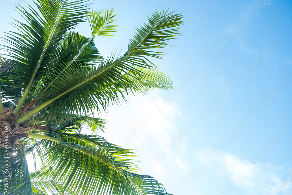 Coconut tree on the sky background