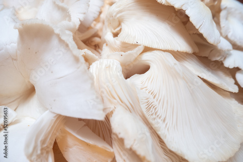 Oyster mushrooms (Pleurotus ostreatus) are mushrooms that usually live on dead tree trunks and can be consumed as food