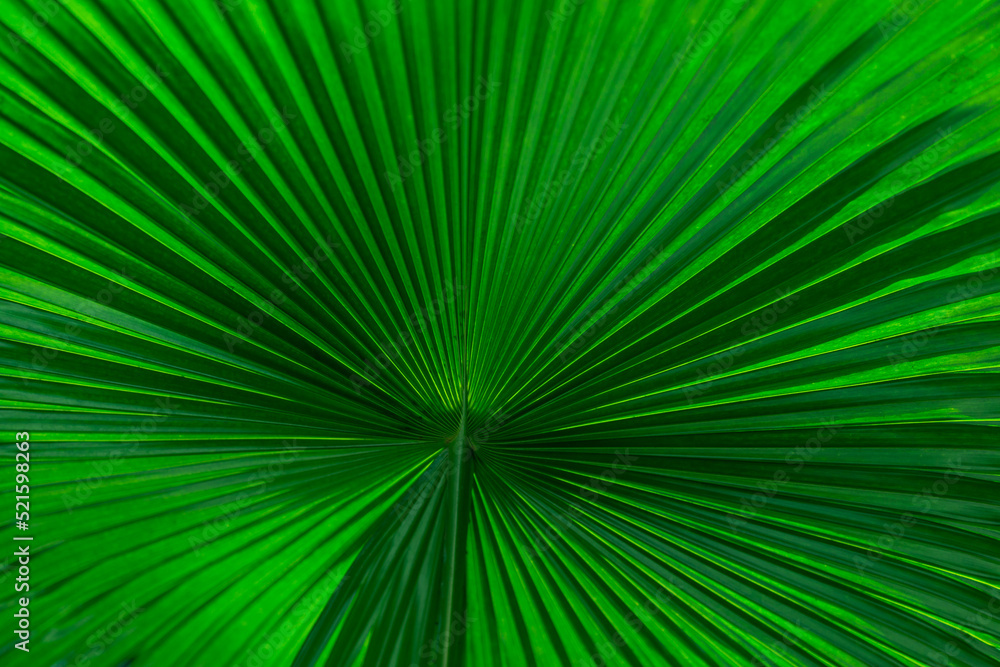 Fragment of an exotic palm leaf close-up. Fragment of an exotic palm leaf close-up.